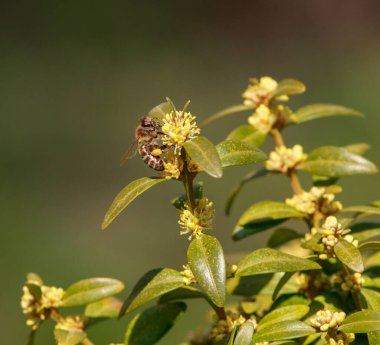 Yakın plan bal arısı çiçekli bir yaz bahçesinde polen topluyor.