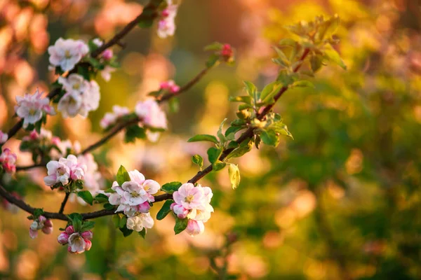 Meyve Ağaçlarında Açan Çiçekler Bahçede Açan Ilkbahar — Stok fotoğraf