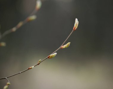 Genç tomurcuklar ormanda bir ağaç dalında yetişiyor.