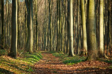 Bahar ormanlarında yürüyüş yolu, doğa arka planı.