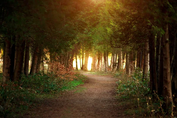 Caminho Parque Botânico Verão Conífero Entre Abeto Luz Pôr Sol — Fotografia de Stock