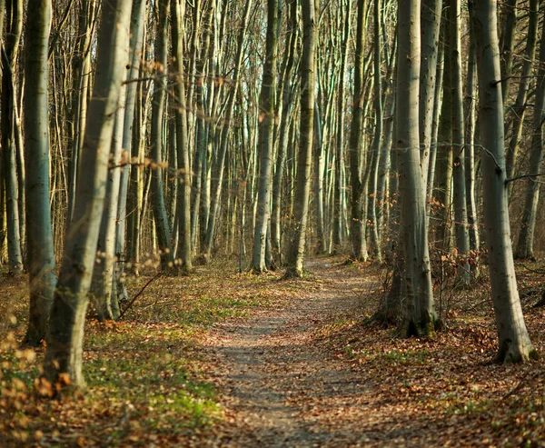 Hiking Trail Walkway Spring Forest Nature Background — Stock Photo, Image