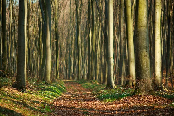 Hiking Trail Walkway Spring Forest Nature Background — Stock Photo, Image