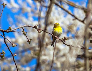Vahşi kuş şakıyan kanarya kanaryası bahar bahçesindeki çiçek açan ağaçların arka planında duruyor.