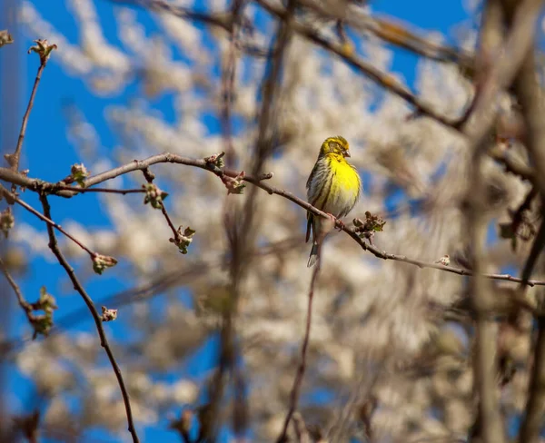 Wild Singender Vogel Kanarienvogel Sitzt Auf Ästen Vor Dem Hintergrund — Stockfoto