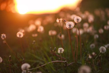 Yazın gün batımında karahindiba ormanı. Güneşin batışı. Rüya gibi bir manzara.