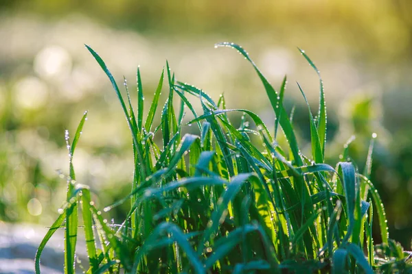 Jeune Herbe Verte Juteuse Avec Gouttes Rosée Aube Fraîcheur Réveillant — Photo