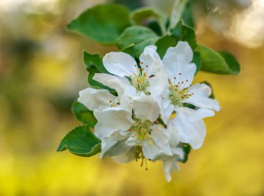 Bahar yeşili bir meyve bahçesinde çiçek açan elma ağaçları sağlıklı organik gıdalar yetiştiriyor.