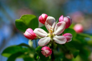 Bahar yeşili bir meyve bahçesinde çiçek açan elma ağaçları sağlıklı organik gıdalar yetiştiriyor.