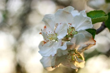 Bahar yeşili bir meyve bahçesinde çiçek açan elma ağaçları sağlıklı organik gıdalar yetiştiriyor.