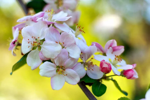 Цветущие Цветы Яблонь Весеннем Зеленом Фруктовом Саду Выращивающие Здоровые Органические — стоковое фото