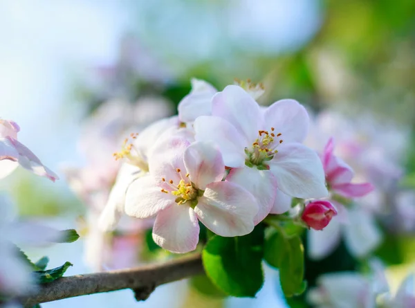 Bahar Yeşili Bir Meyve Bahçesinde Çiçek Açan Elma Ağaçları Sağlıklı — Stok fotoğraf