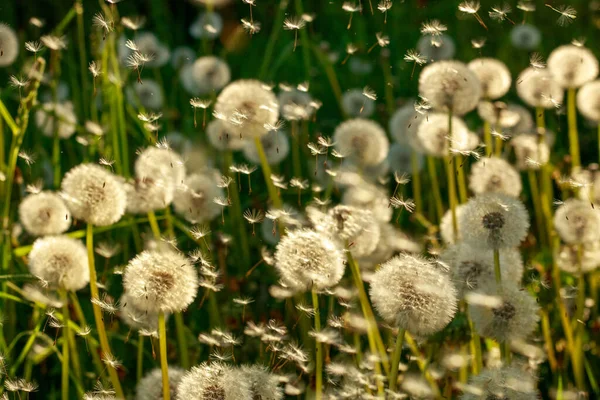 Feld Aus Blühenden Löwenzahnsamen Die Wind Auf Einer Blühenden Wiese — Stockfoto