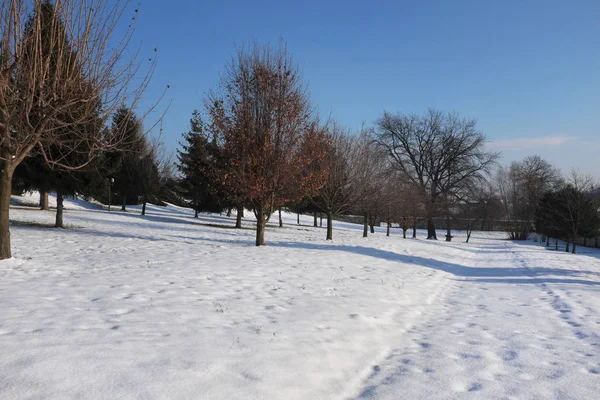 Mañana Invierno Viejo Huerto — Foto de Stock