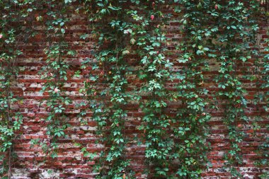 Doğal yeşil sarmaşık, eski kırmızı tuğla duvar, arka plan ...