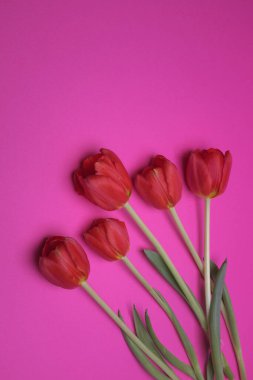 Pembe arka planda bir buket kırmızı lale ...