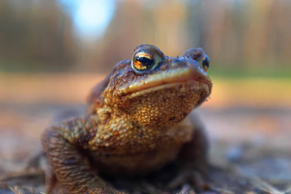 Frog Amphibian Wild Animal — Stock Photo, Image