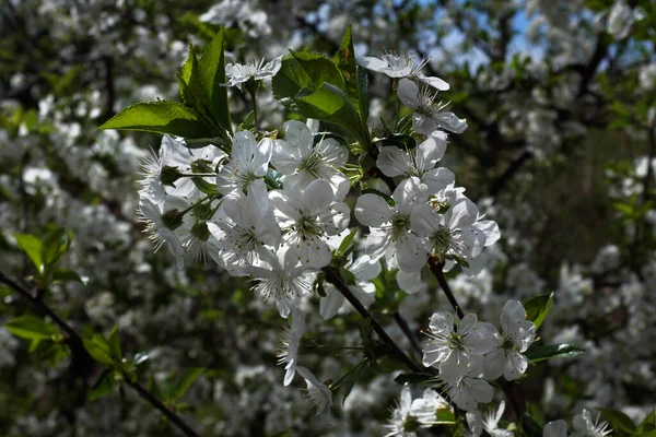 Fleur Cerisier Pétales Blancs Éclairés Par Soleil — Photo