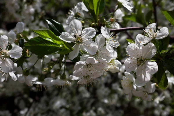 Třešeň Kvetoucí Jaře Větev Pozadí — Stock fotografie