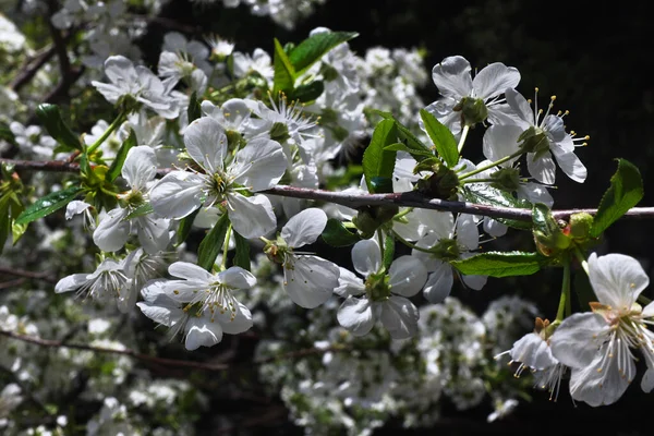 Branch Körsbärsblomma Våren Trädet — Stockfoto