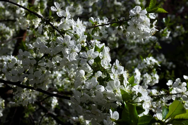 Fiori Ciliegio Giardino Giardino Agricolo Primavera — Foto Stock