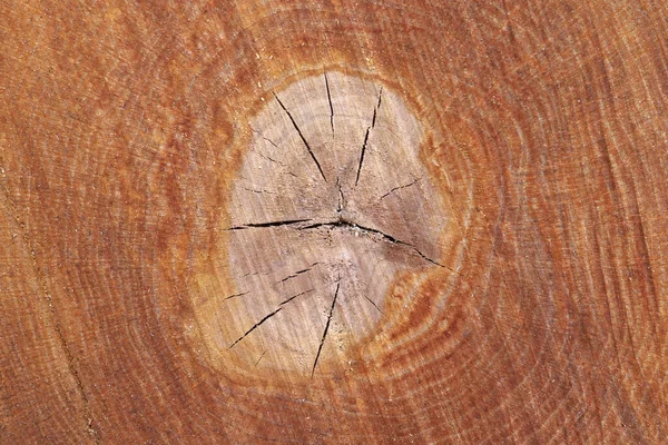 Срубить Ствол Лиственного Дерева — стоковое фото