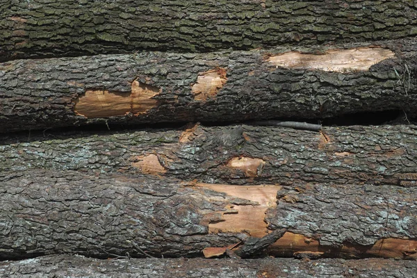 Дерево Стволы Текстура Фона — стоковое фото