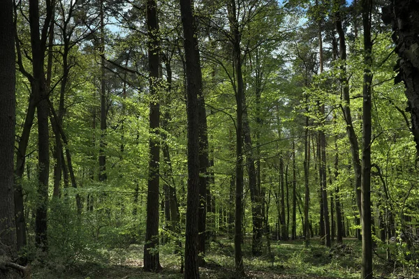 Floresta Decídua Troncos Altos Árvores Jovens — Fotografia de Stock