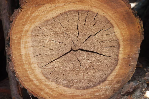 Срубить Дерево Цель Лесообработка — стоковое фото