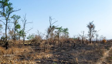 Yanmış kıyı ormanı