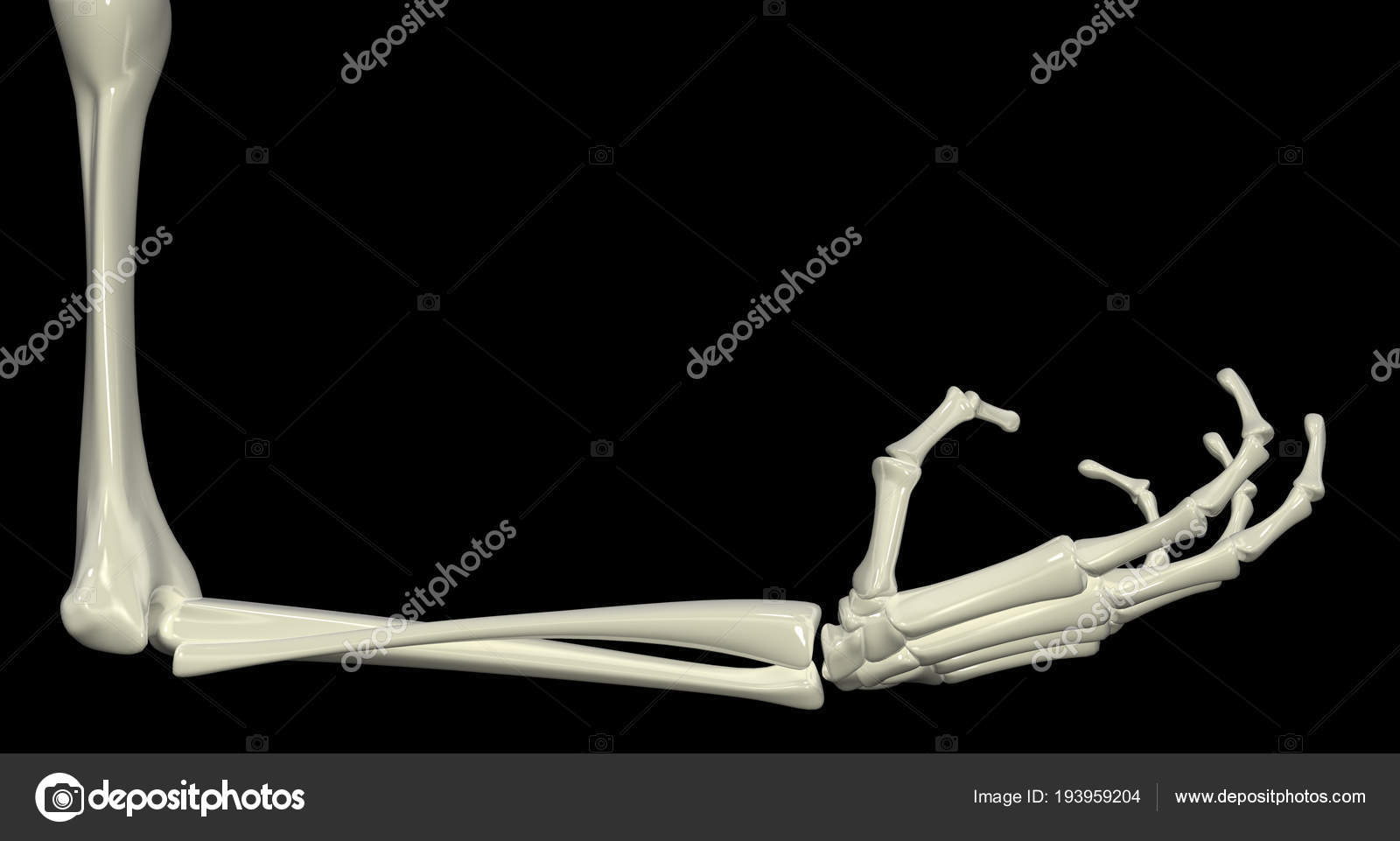 Skeletal Arm, Right Angle Stock Photo by ©higyou 193959204