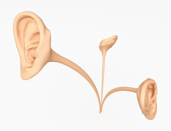 Рост уха — стоковое фото
