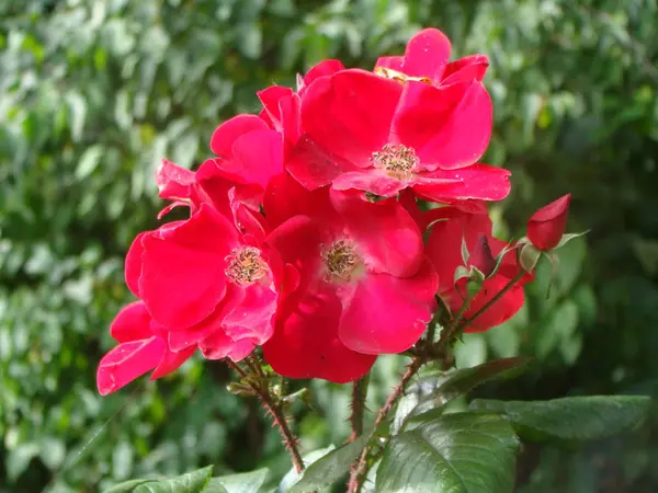 Riga'da bir yatakta vahşi yükseldi. Sonbahar.