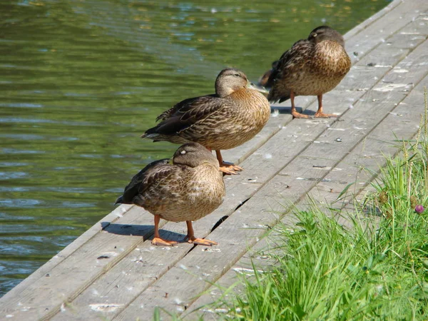 Yaz güneşinin tadını çıkarma ördek sürüsü.