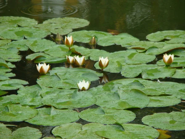 Eski bir manastır yakınındaki bir havuzda nilüferler. Yağmurlu.