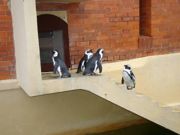 Penguenler hayvanat bahçesinde bir grup.