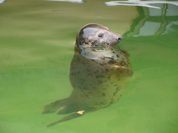 Bir mühür havuzda yüzüyor.