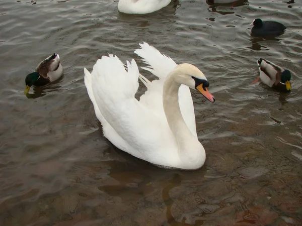 Beyaz Kuğu Vltava Nehri kıyısında.