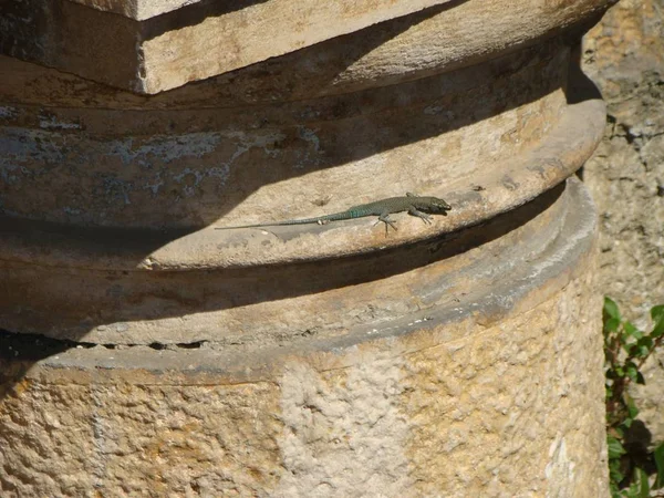 Kertenkele bir taş sütun üzerinde güneşin tadını çıkarma