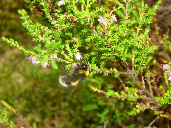 Finlandiya Körfezi kıyısında orman. Bee bal toplar.