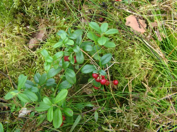 Orman Finlandiya Körfezi kıyısında. Bush kızılcık.