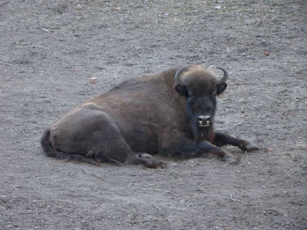 Varşova Hayvanat Bahçesi. Bison'ın bahçesinde.