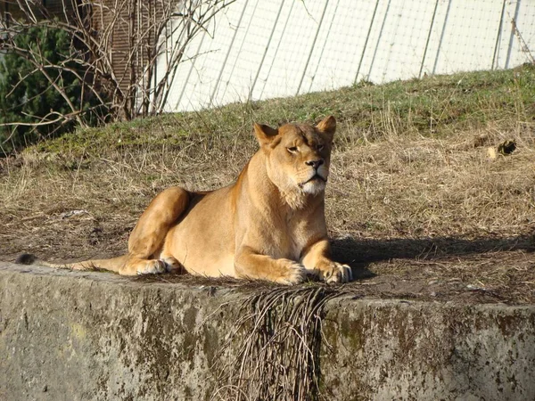 Bir aslan Varşova Hayvanat Bahçesi.
