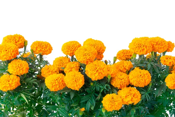 Flores tradicionales de cempasuchil — Foto de Stock