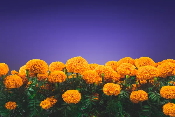 Παραδοσιακή cempasuchil λουλούδια — Φωτογραφία Αρχείου
