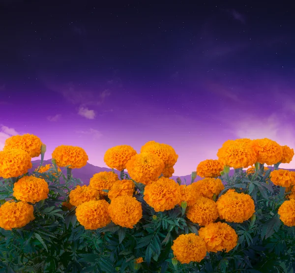 Hagyományos cempasuchil virágok — Stock Fotó