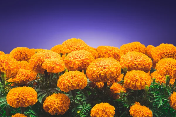 Flores tradicionais de cempasuchil — Fotografia de Stock