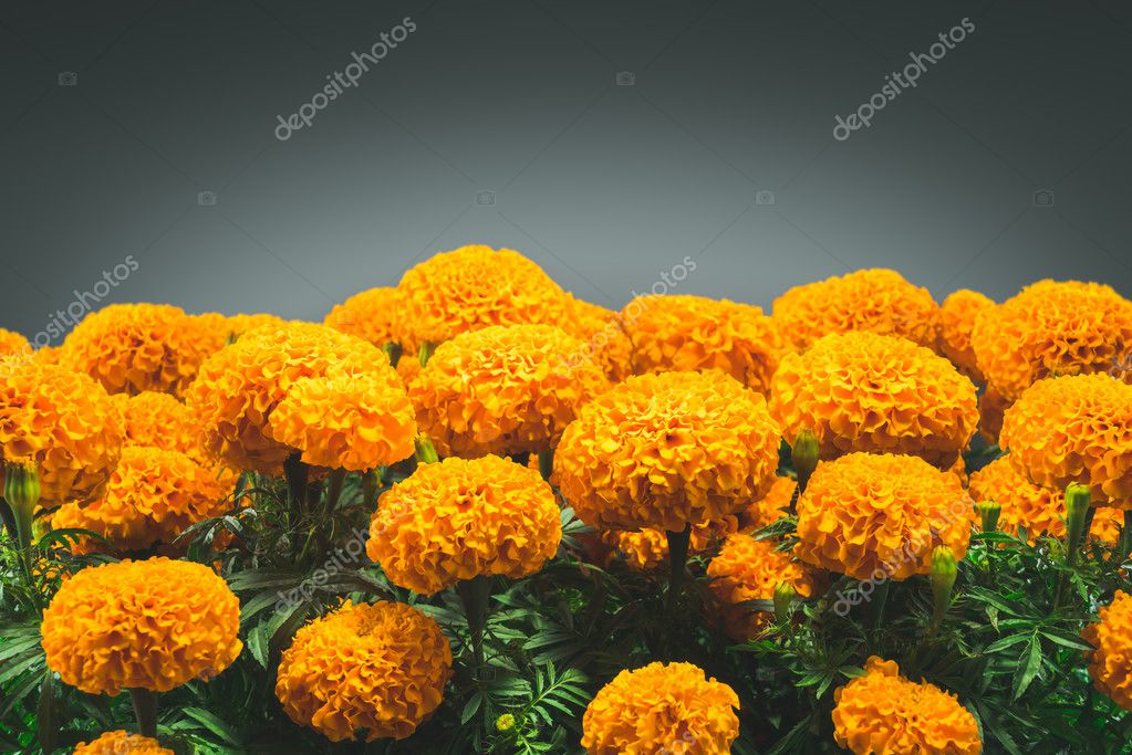 Traditional cempasuchil flowers — Stock Photo © fergregory #126946630