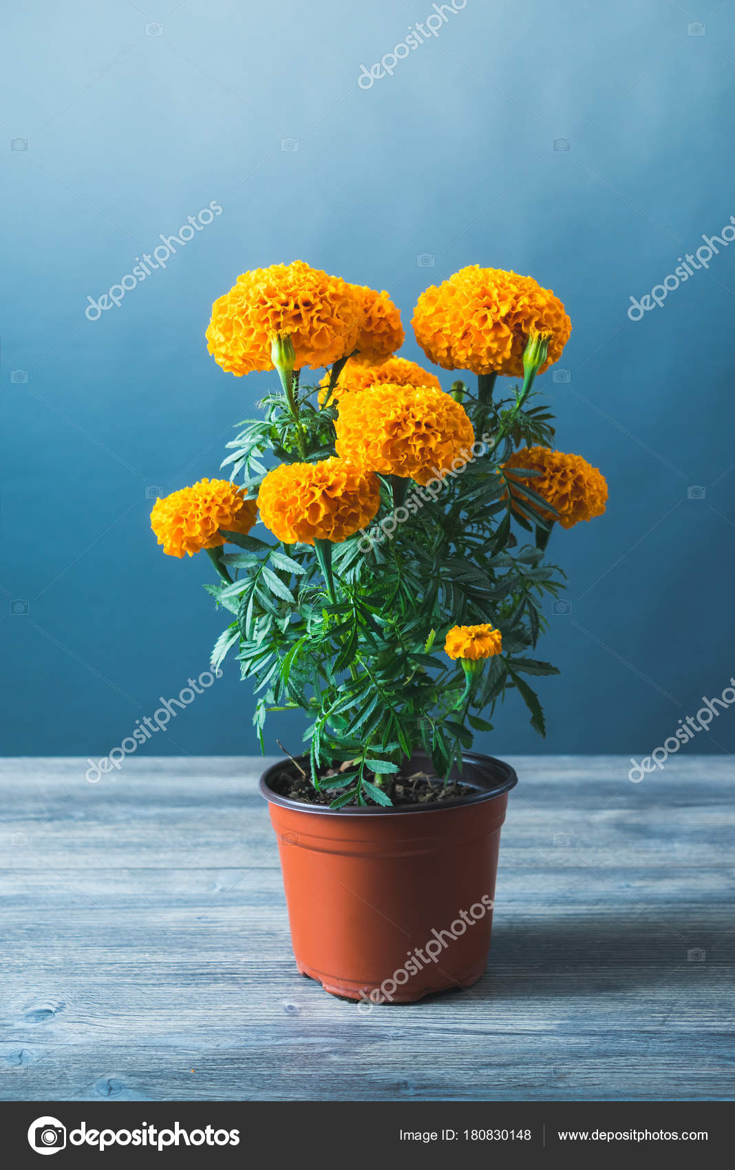 Cempasuchil Flower Used For Mexican Altars For Day Of The Dead Stock Photo By C Fergregory Cempasuchil Flower Used For Mexican Altars For Day Of The Dead Stock Photo By C Fergregory