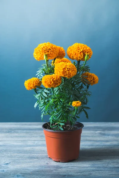 Cempasuchil-Blume für mexikanische Altäre am Totensonntag — Stockfoto